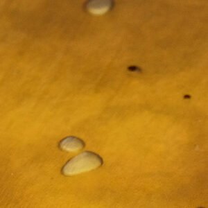 DABEAST CONCENTRATES Moby Dick Shatter